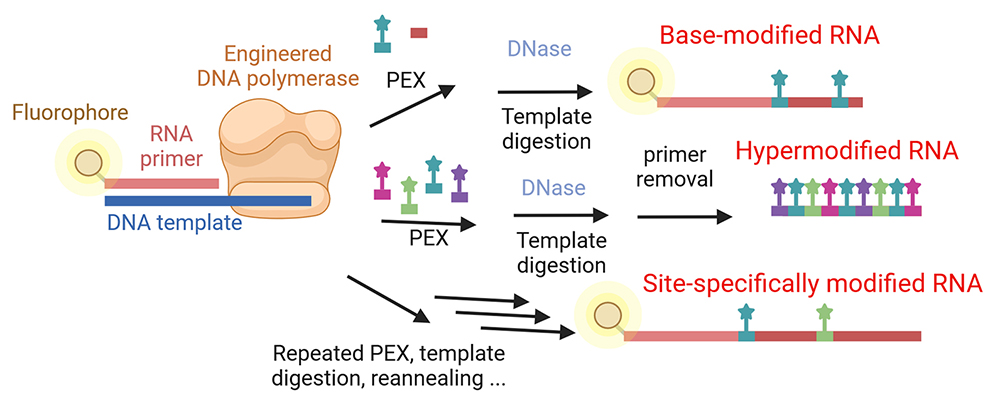 Expedient production of site specifically nucleobase-labelled or hypermodified RNA with engineered thermophilic DNA polymerases